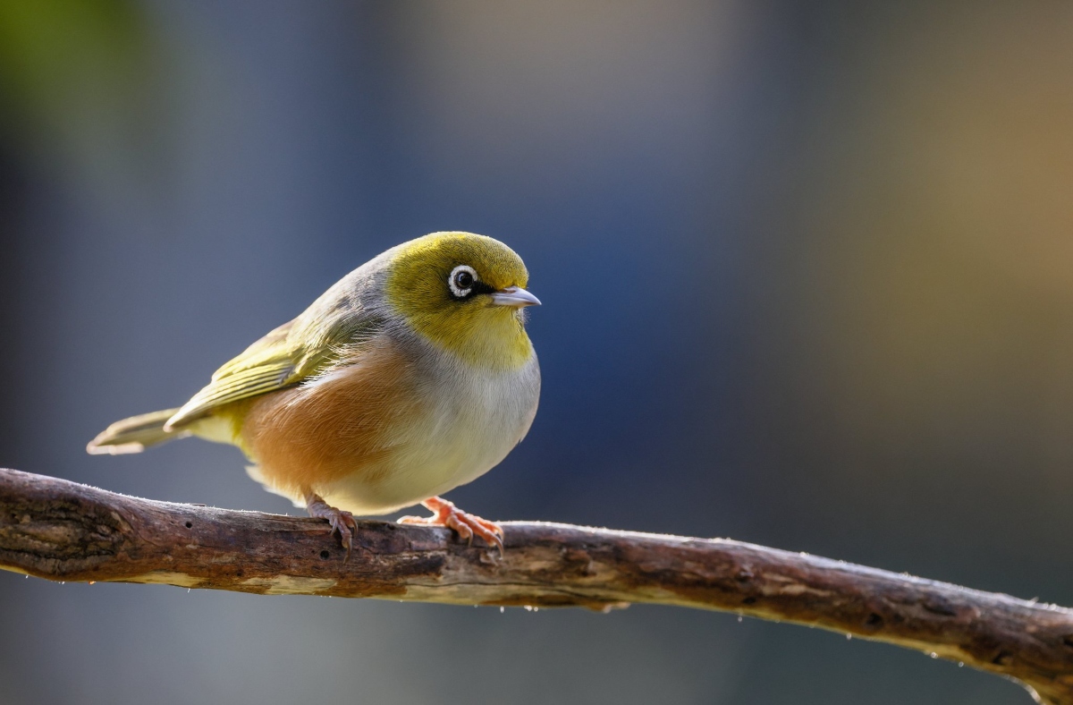 Moments of feathered beauty: a bird photography extravaganza Upper Hutt ...